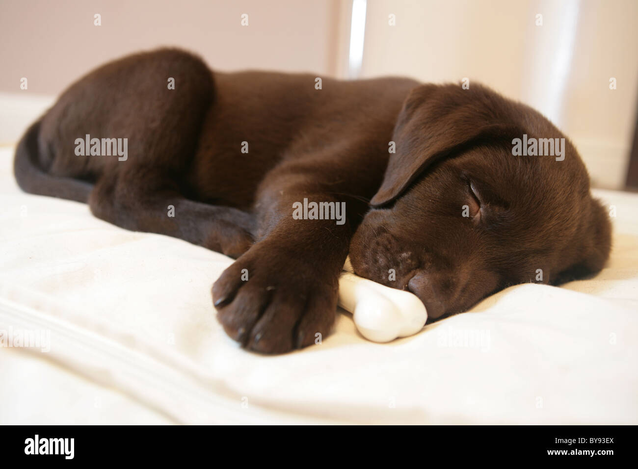 Brown Labrador Puppy Young male sleeping Studio Stock Photo