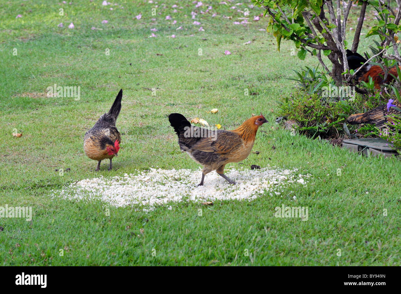 Chickens eating feed Kahului Maui Stock Photo Alamy
