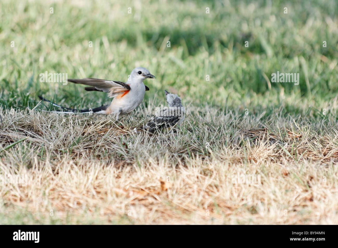 Scissortail flycatcher tending her young Stock Photo