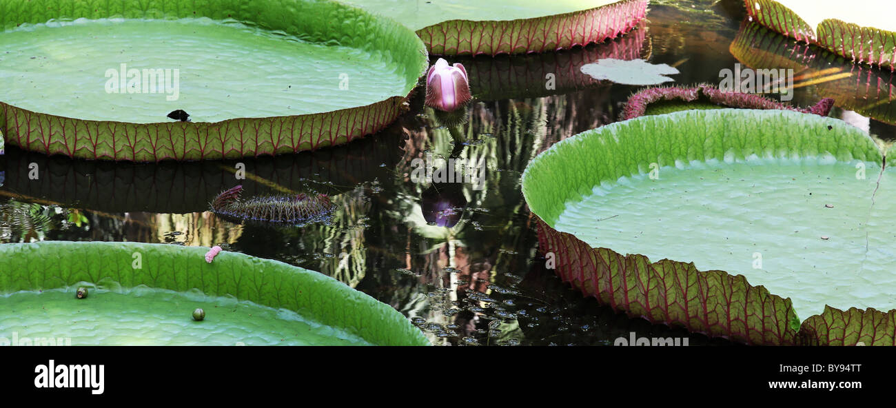Giant lily pads Stock Photo