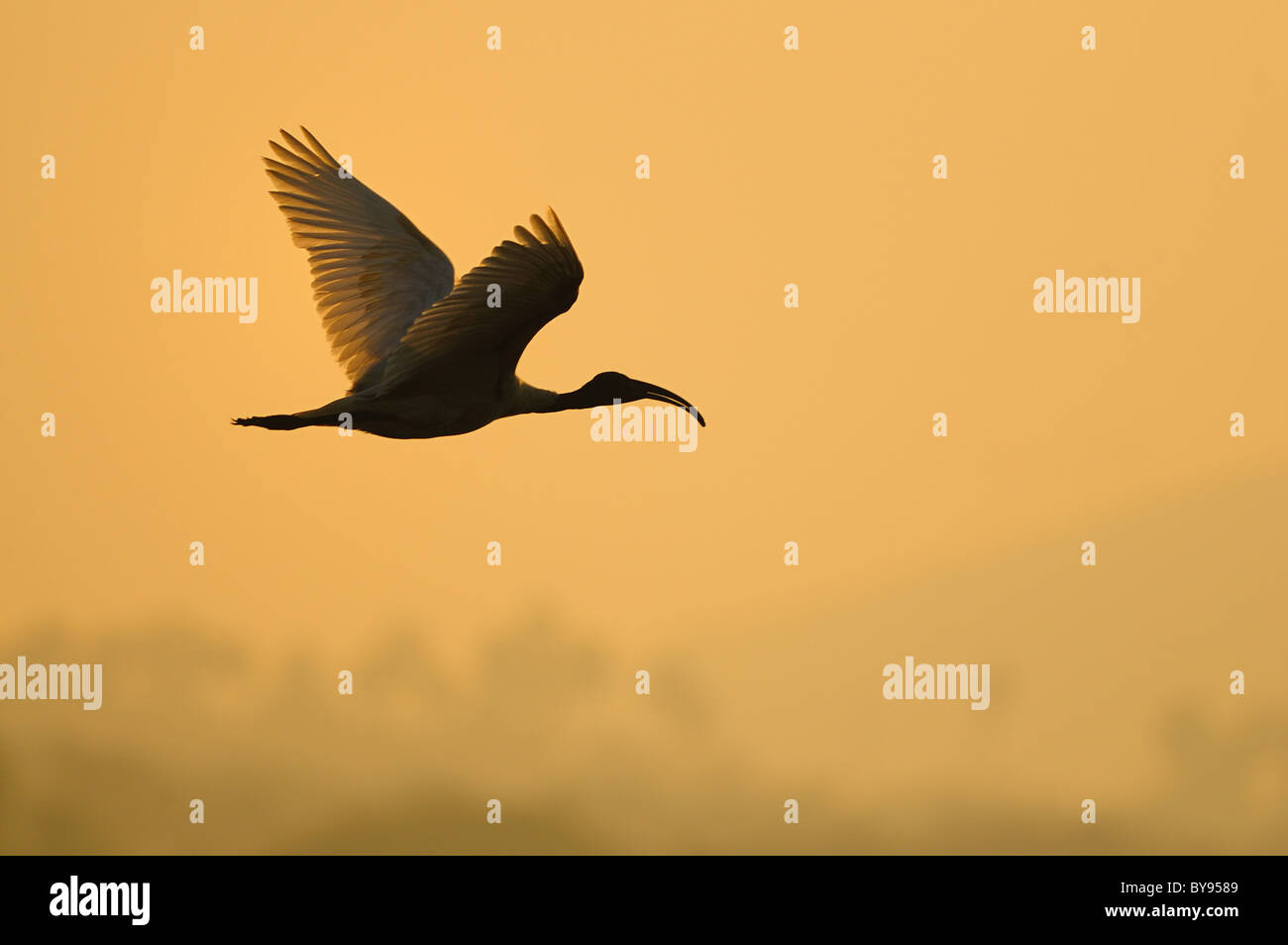 white ibis in his natural habitat Stock Photo