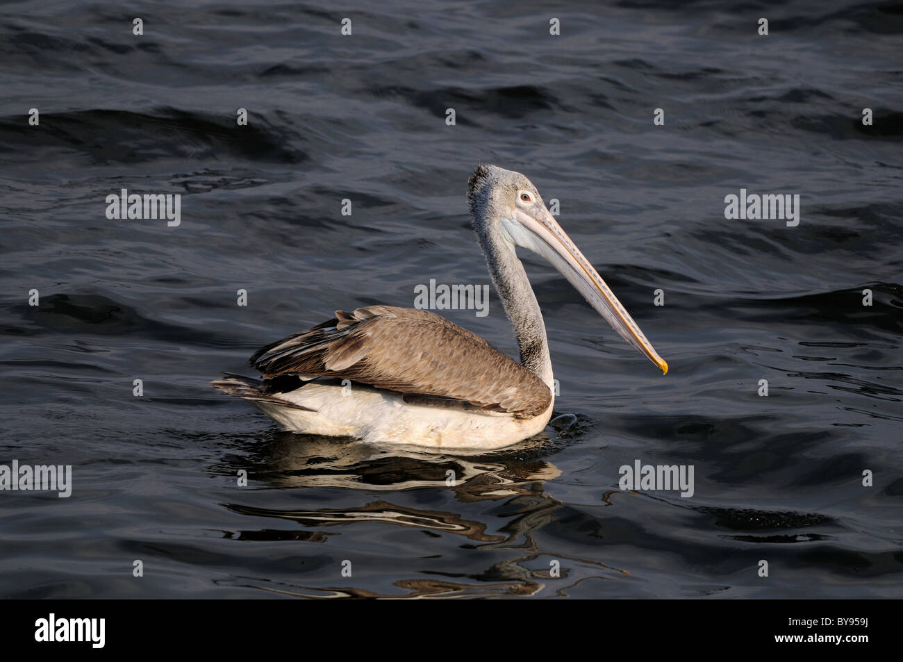 Spot Billed Pelican in his natural habitat Stock Photo