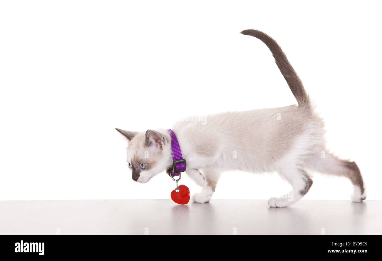 Young Siamese kitten wearing collar and tag on a white background Stock