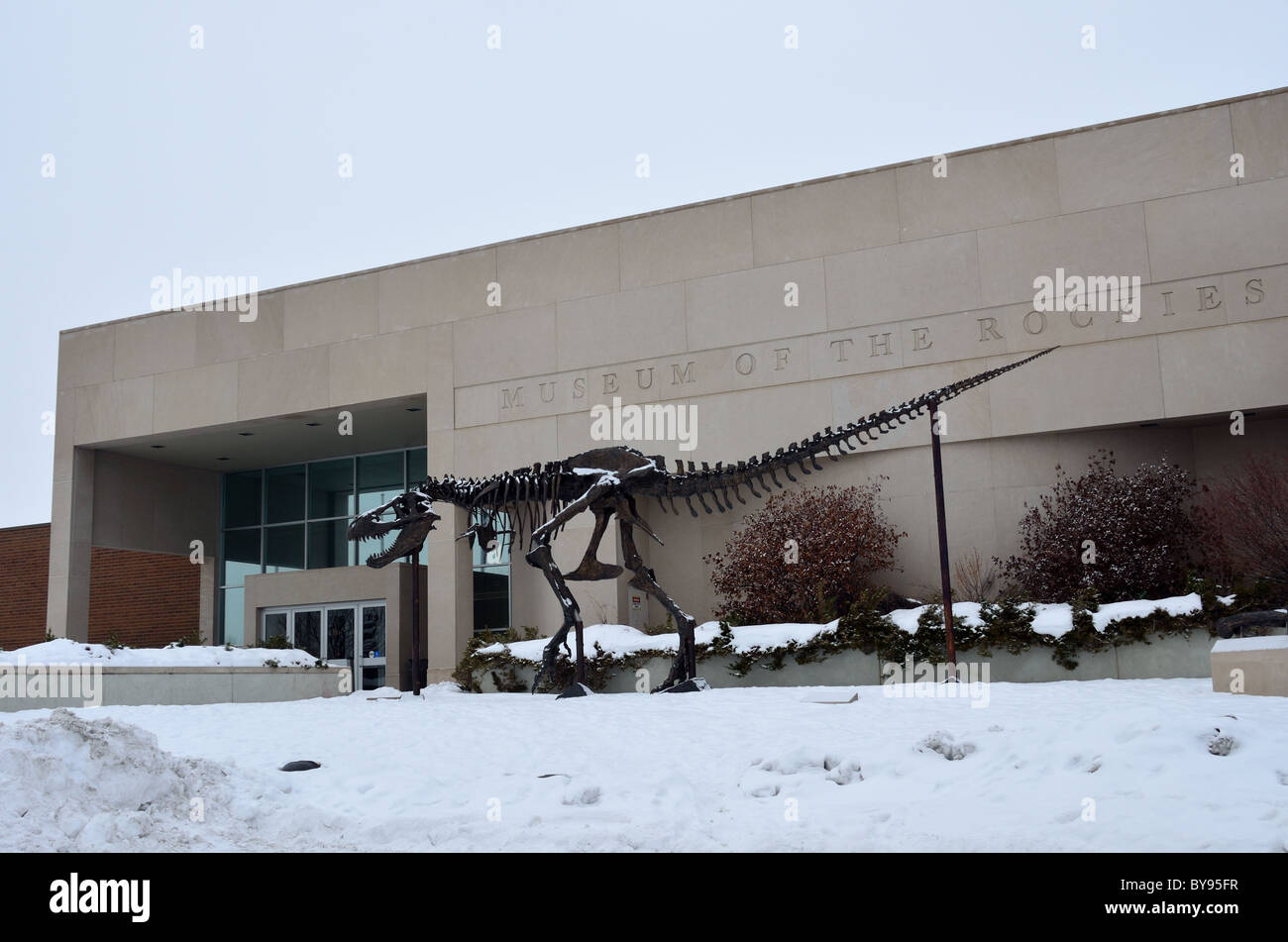 A T. Rex skeleton standing in front of the Museum of Rockies. Bozeman, Montana, USA. Stock Photo