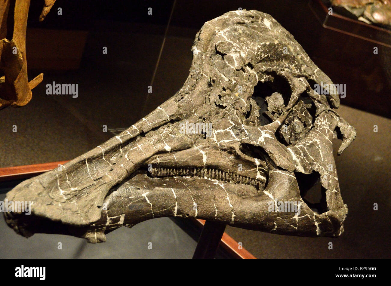 Fossil Hypacrosaurus stebingeri skull. Museum of Rockies. Bozeman, Montana, USA. Stock Photo