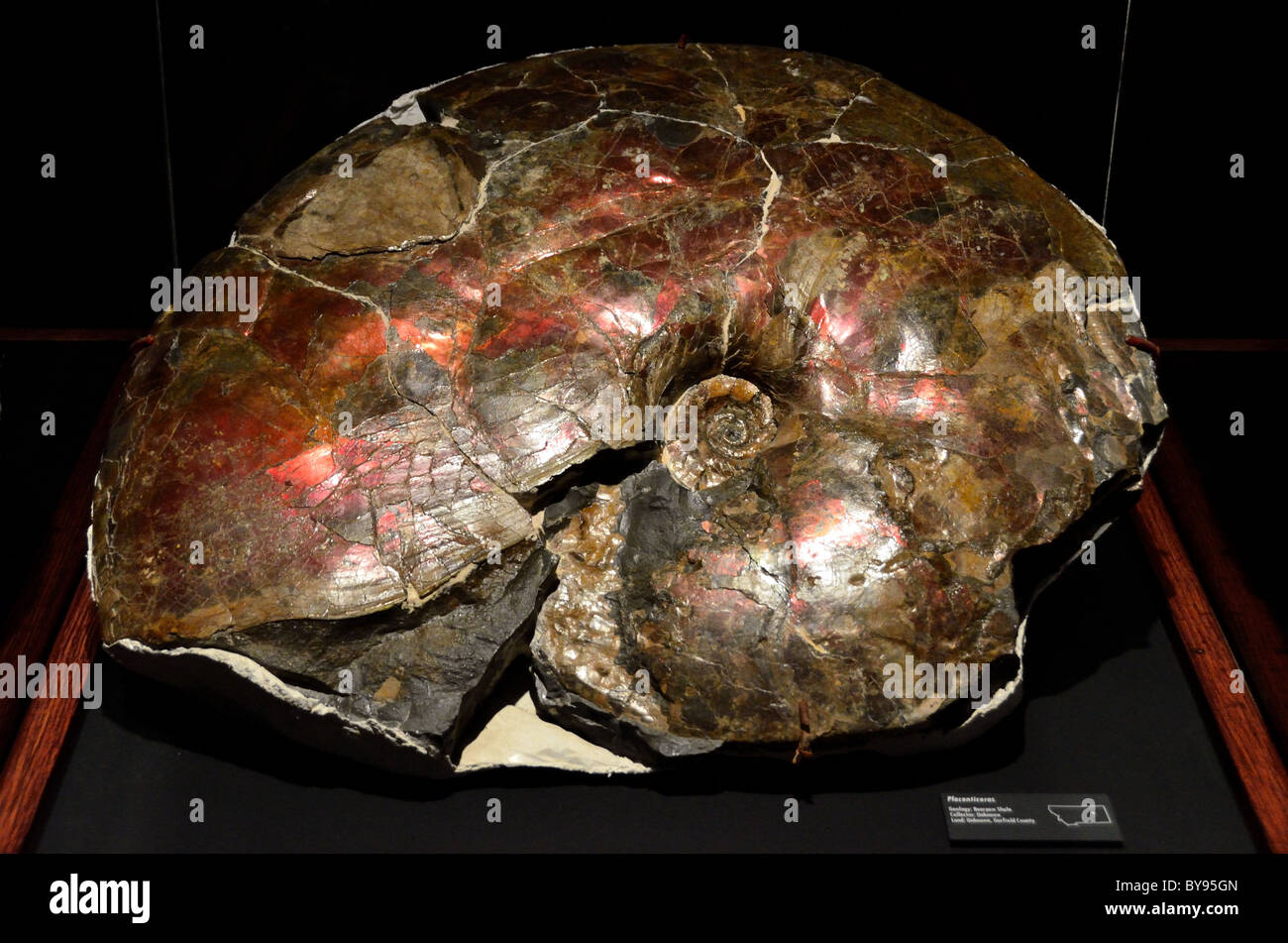 Ammonite Placenticeras fossil. Museum of Rockies. Bozeman, Montana, USA. Stock Photo