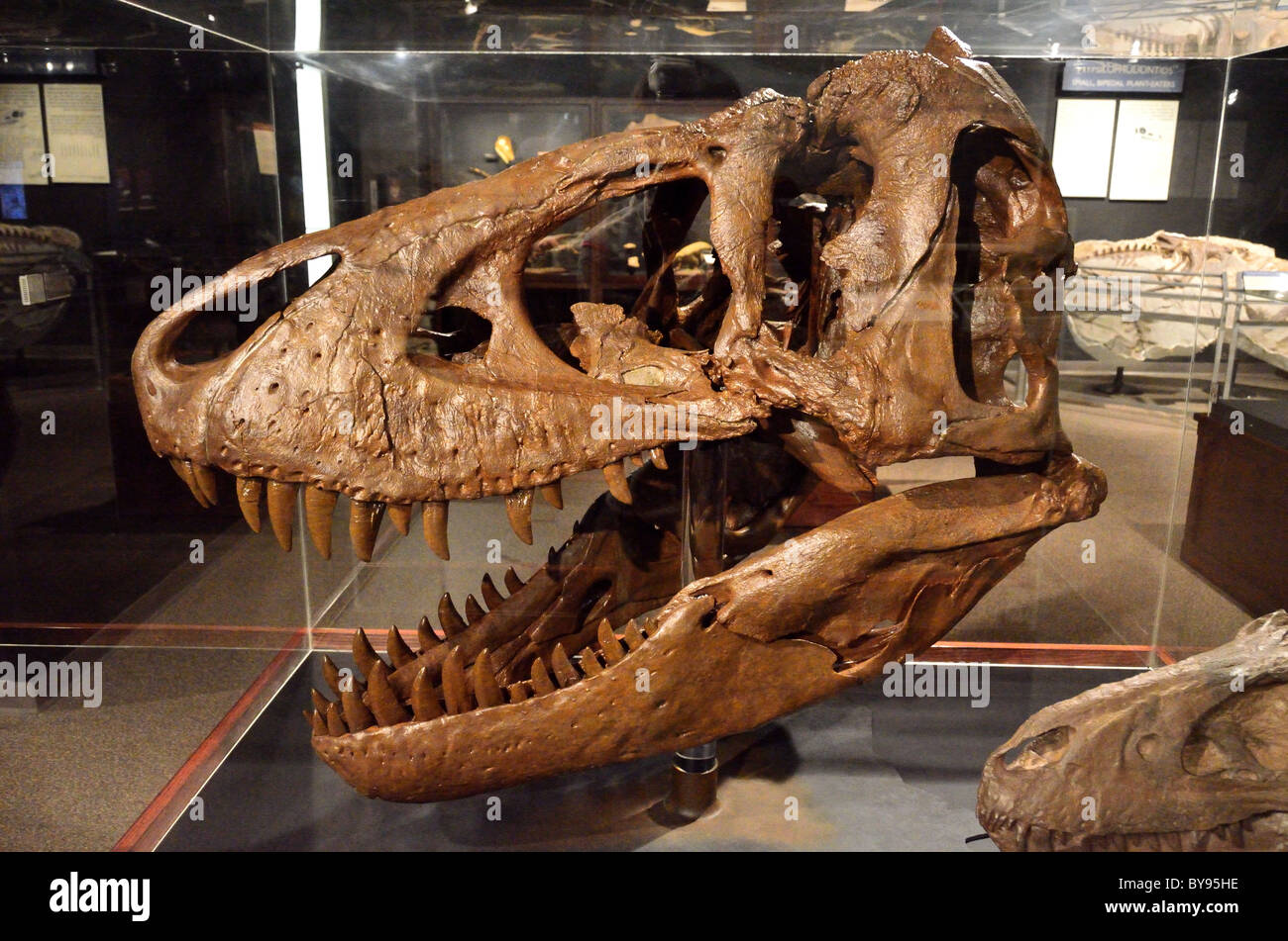 Fossilized T. Rex skull in display. Museum of Rockies. Bozeman, Montana, USA. Stock Photo