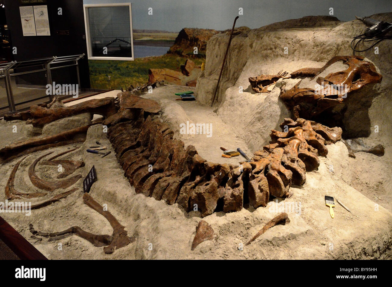 Display of Wankel T Rex excavation in Montana. Museum of Rockies. Bozeman, Montana, USA. Stock Photo