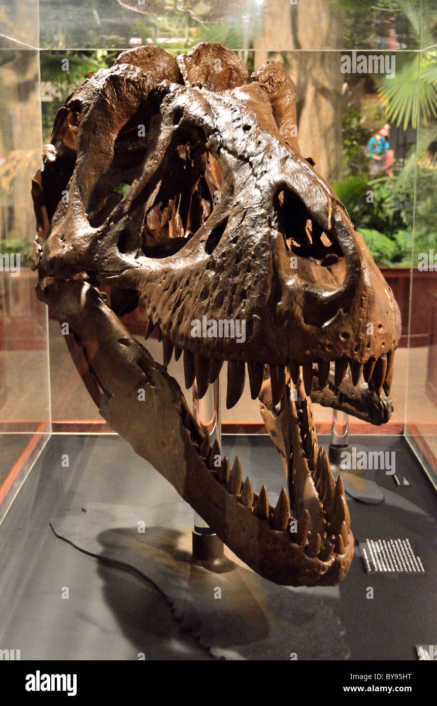 Fossilized T. Rex skull. Museum of Rockies. Bozeman, Montana, USA. Stock Photo