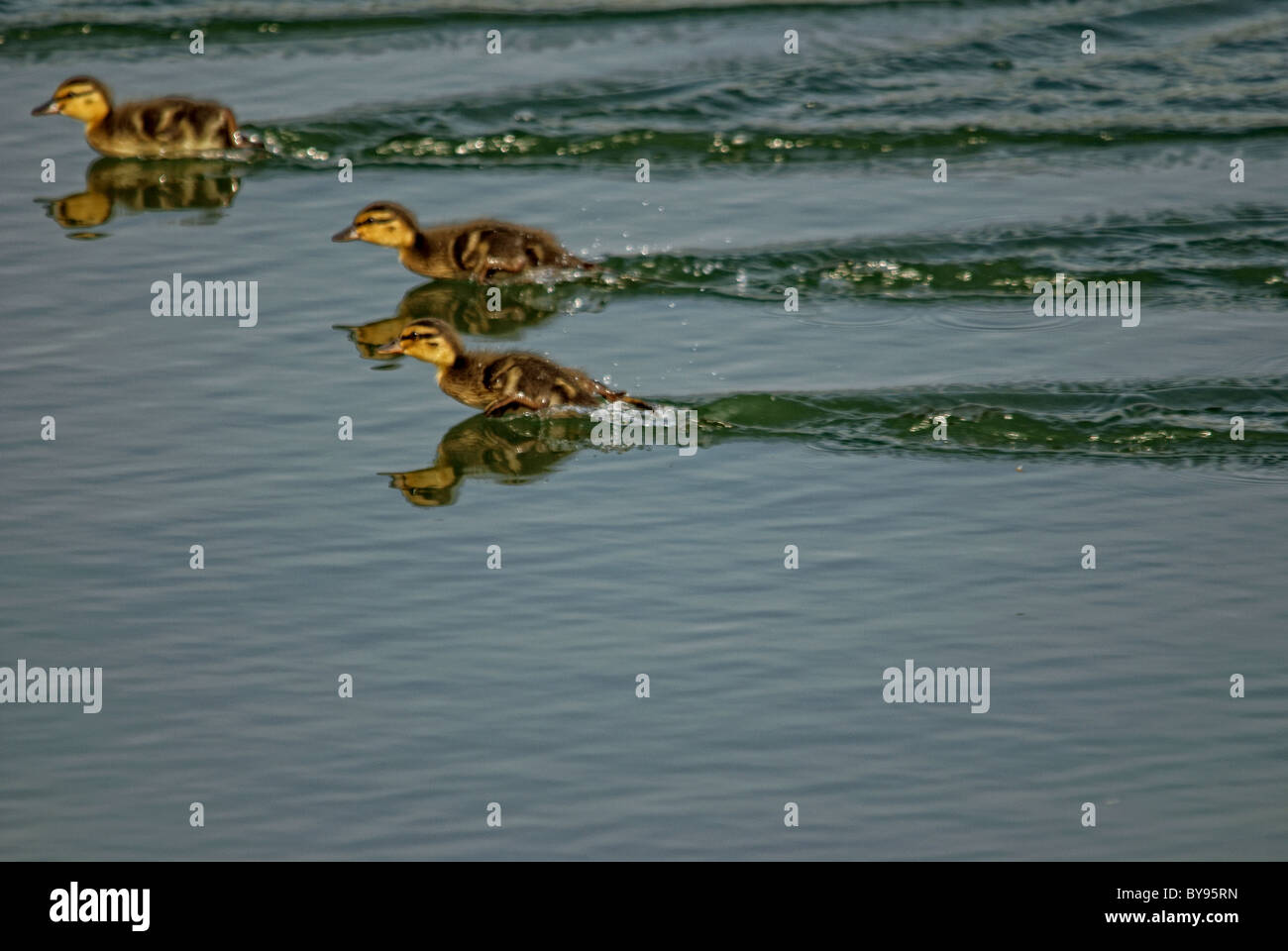 Duck race water hi-res stock photography and images - Alamy