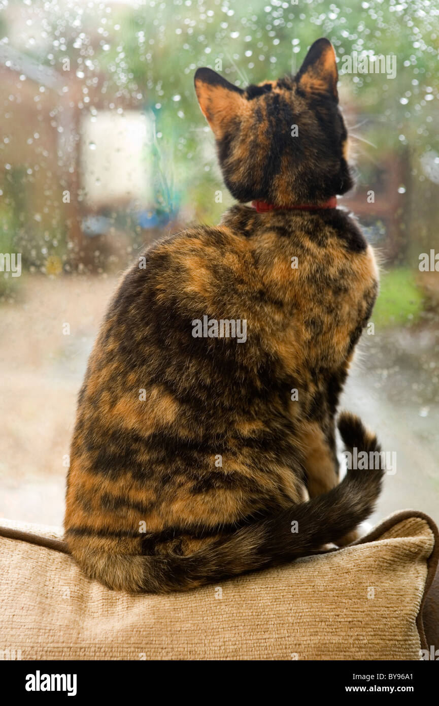 Moggy cat looking out of window Single adult female Indoors Stock Photo
