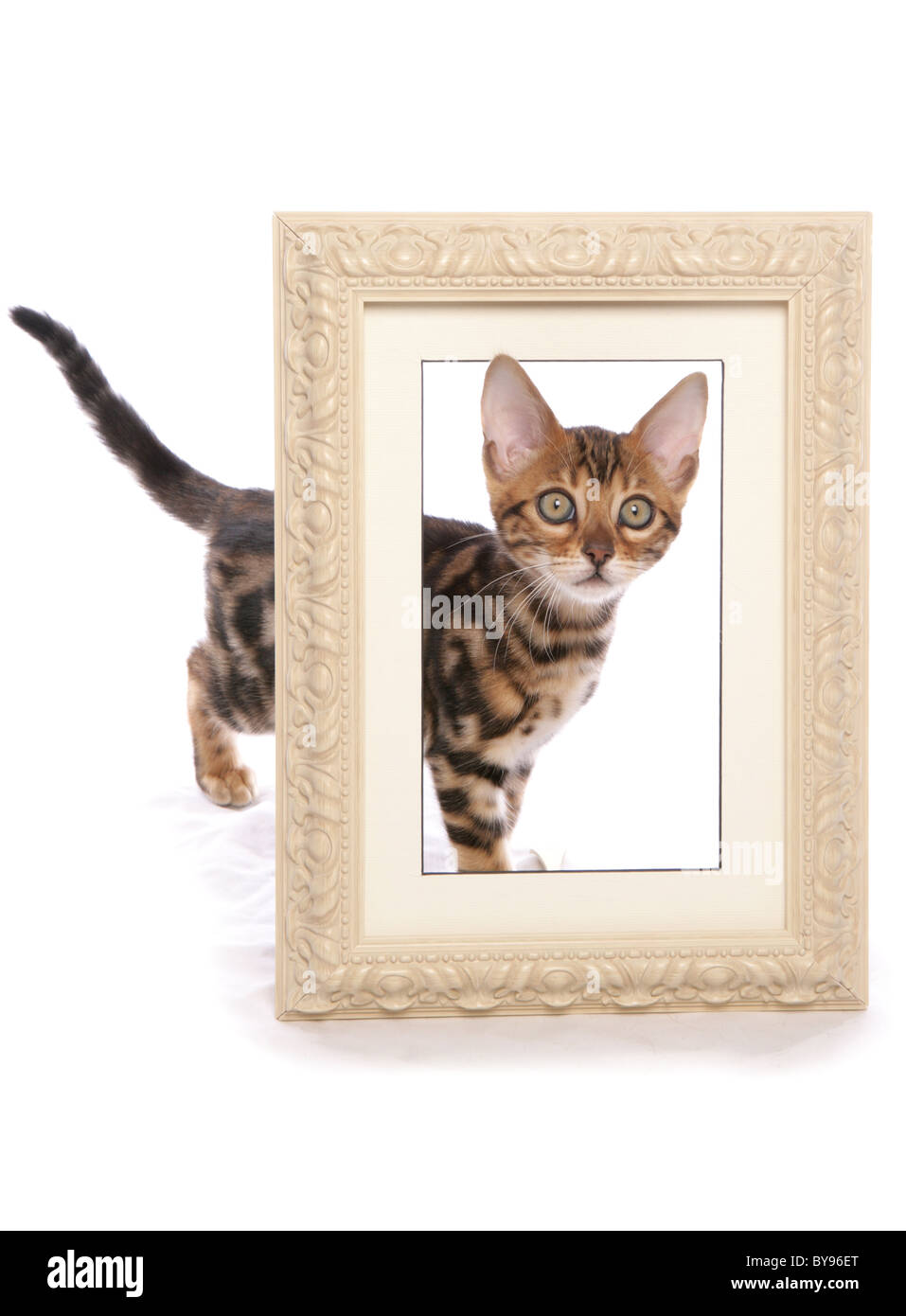 Bengal Kitten with picture frame Single young male Studio Stock Photo