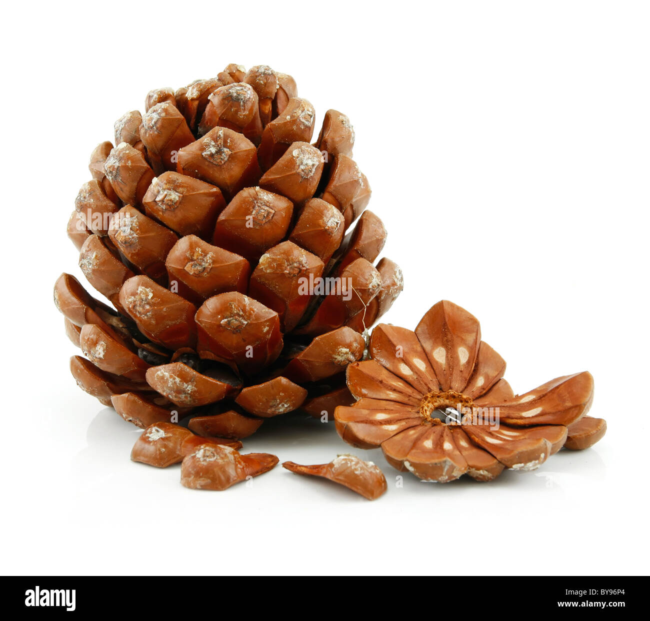 Nuts and Cone of Siberian Pine Isolated on White Stock Photo