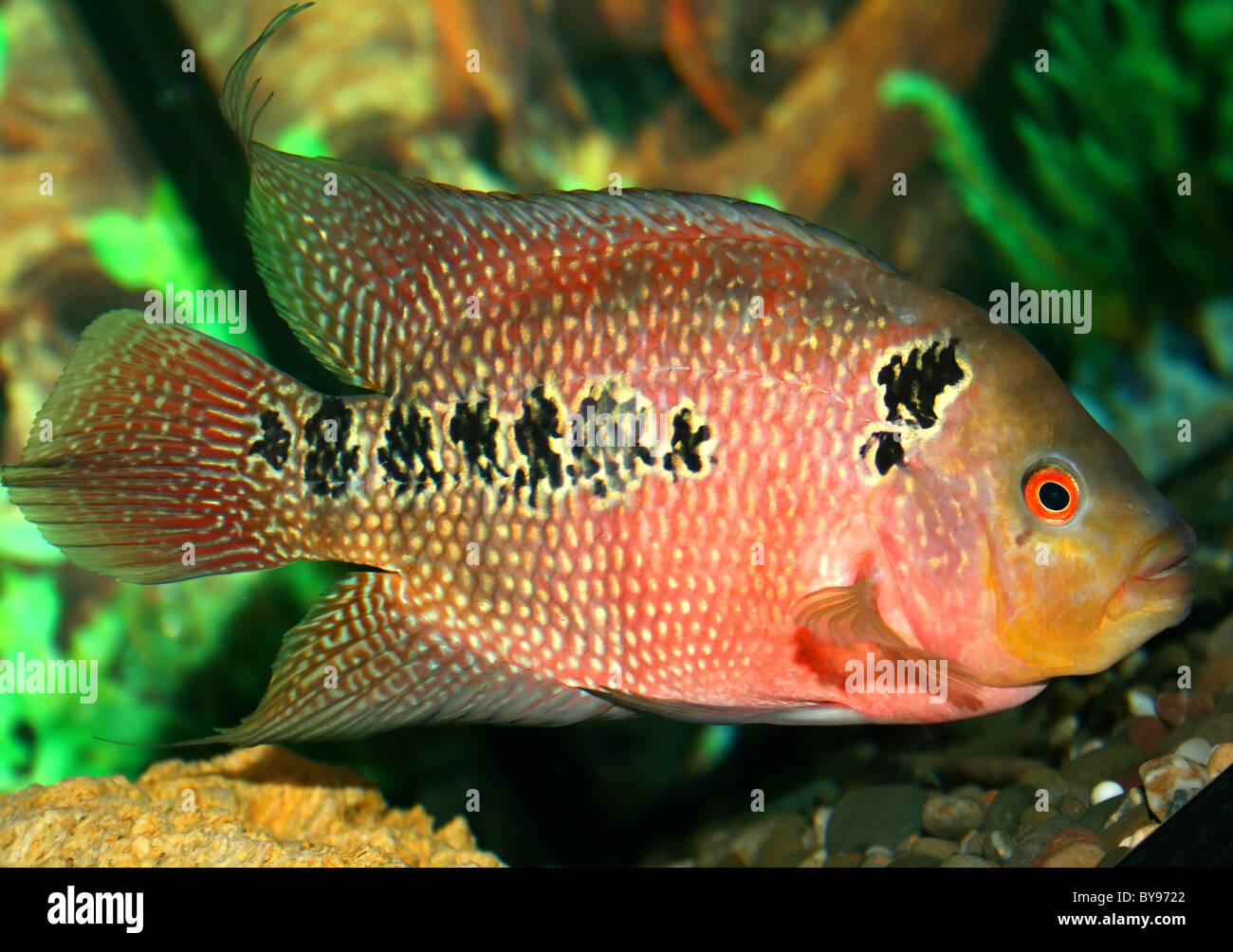 Parrot fish at the aquarium Stock Photo