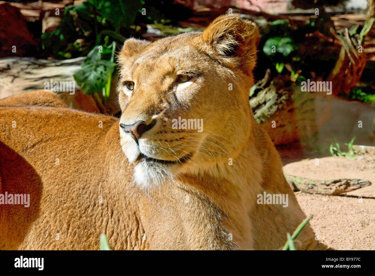 Dubbo zoo hires stock photography and images Alamy
