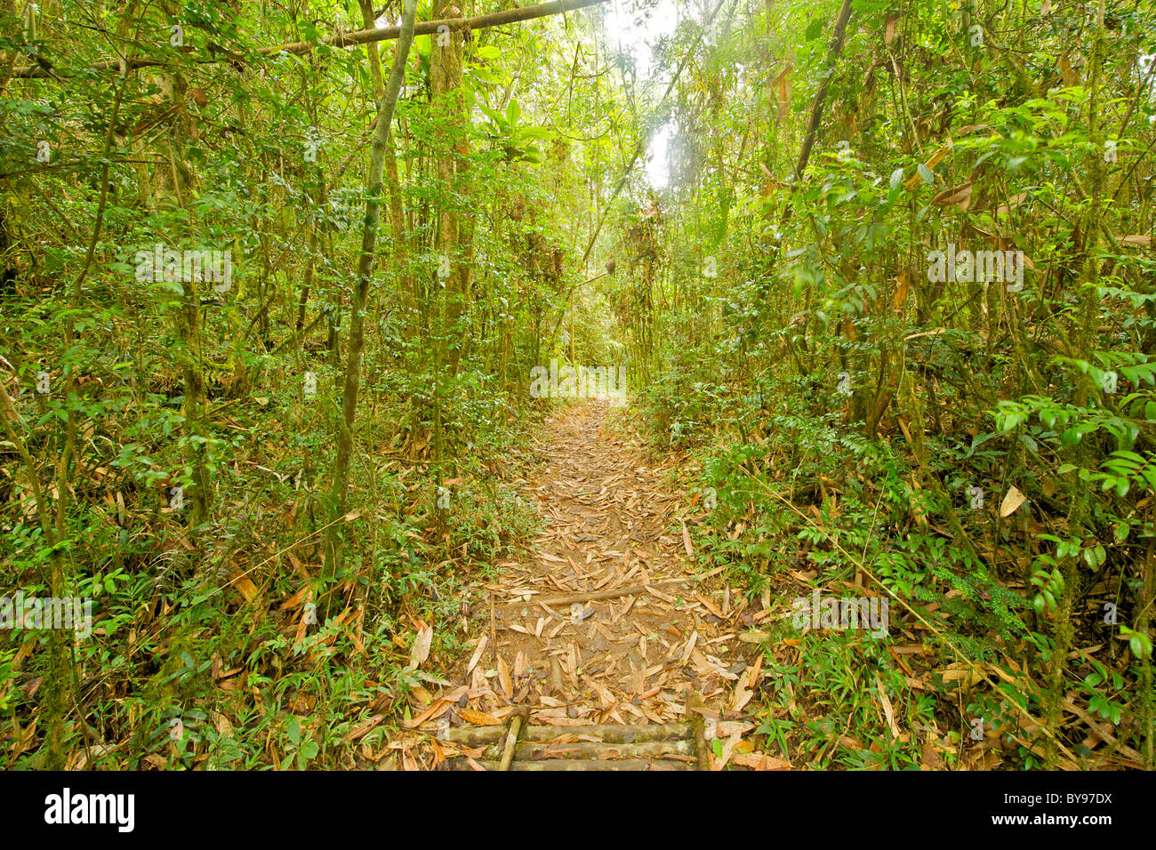 View down the path of one of the hiking trails through the forests of Ranomafana National park in southeastern Madagascar. Stock Photo