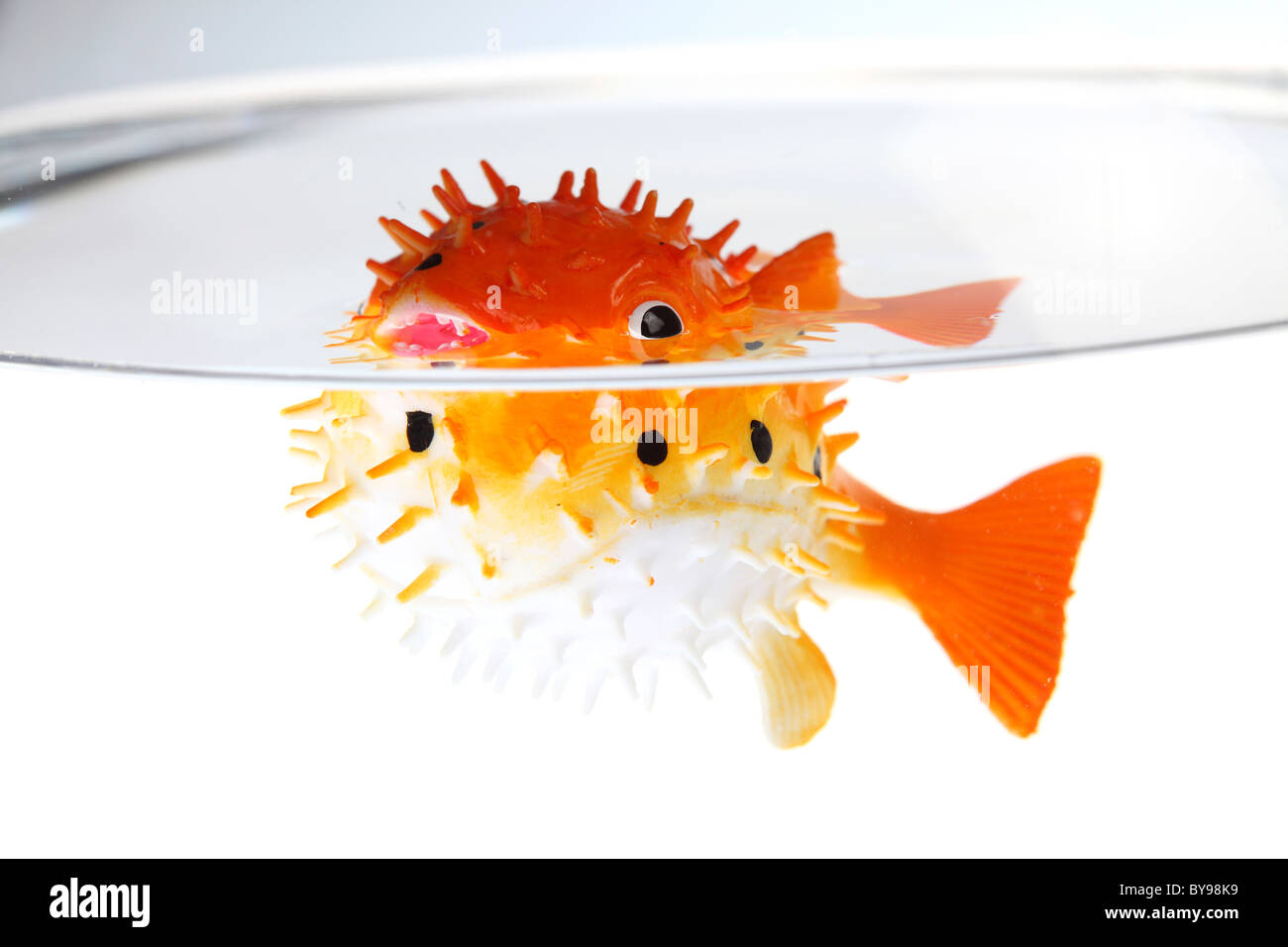 Blowfish in a Goldfish bowl. Stock Photo