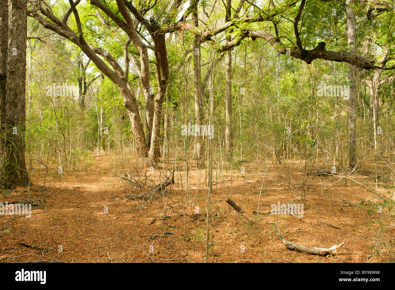 Forests of the Beza Mahafaly Special Reserve in southwestern Madagascar. Stock Photo