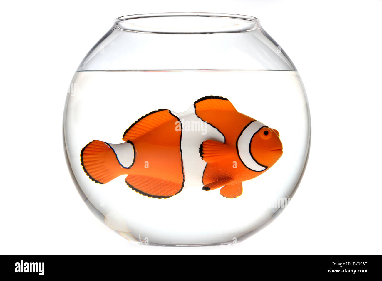 Clown fish, Nemo, in a fish bowl Stock Photo - Alamy