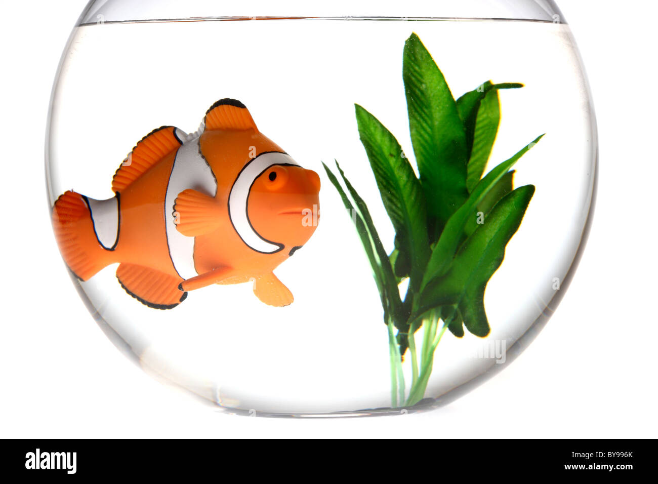 Clown fish, Nemo, in a fish bowl Stock Photo Alamy
