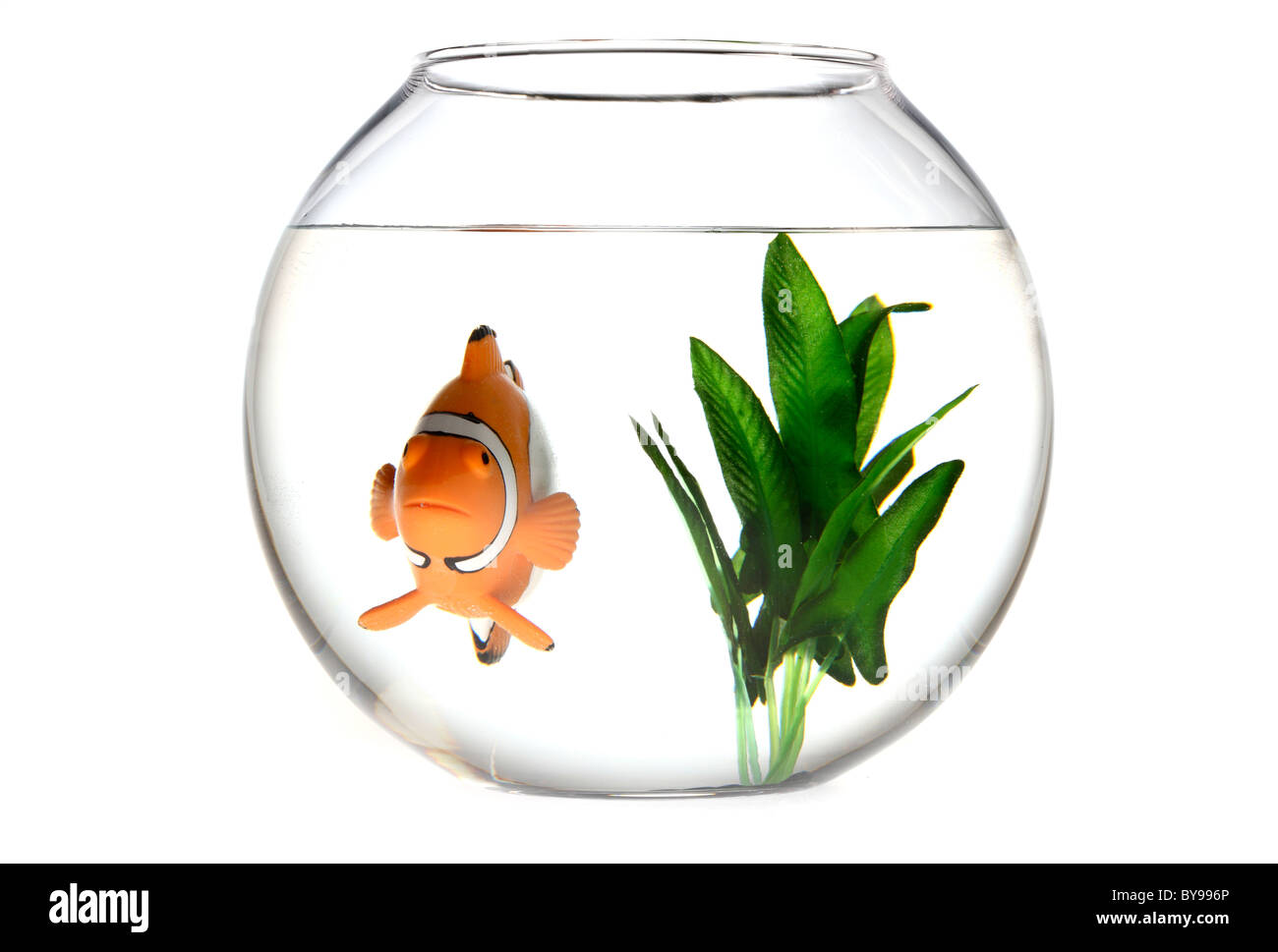 Clown fish, Nemo, in a fish bowl Stock Photo Alamy