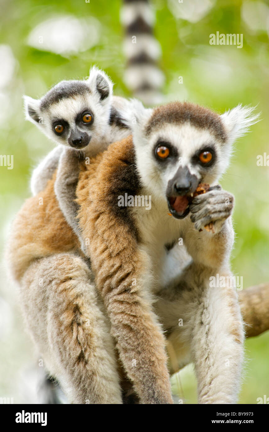 Ring-tailed lemur (lemur catta) with a baby on her back in the Anja private community reserve in southern Madagascar. Stock Photo