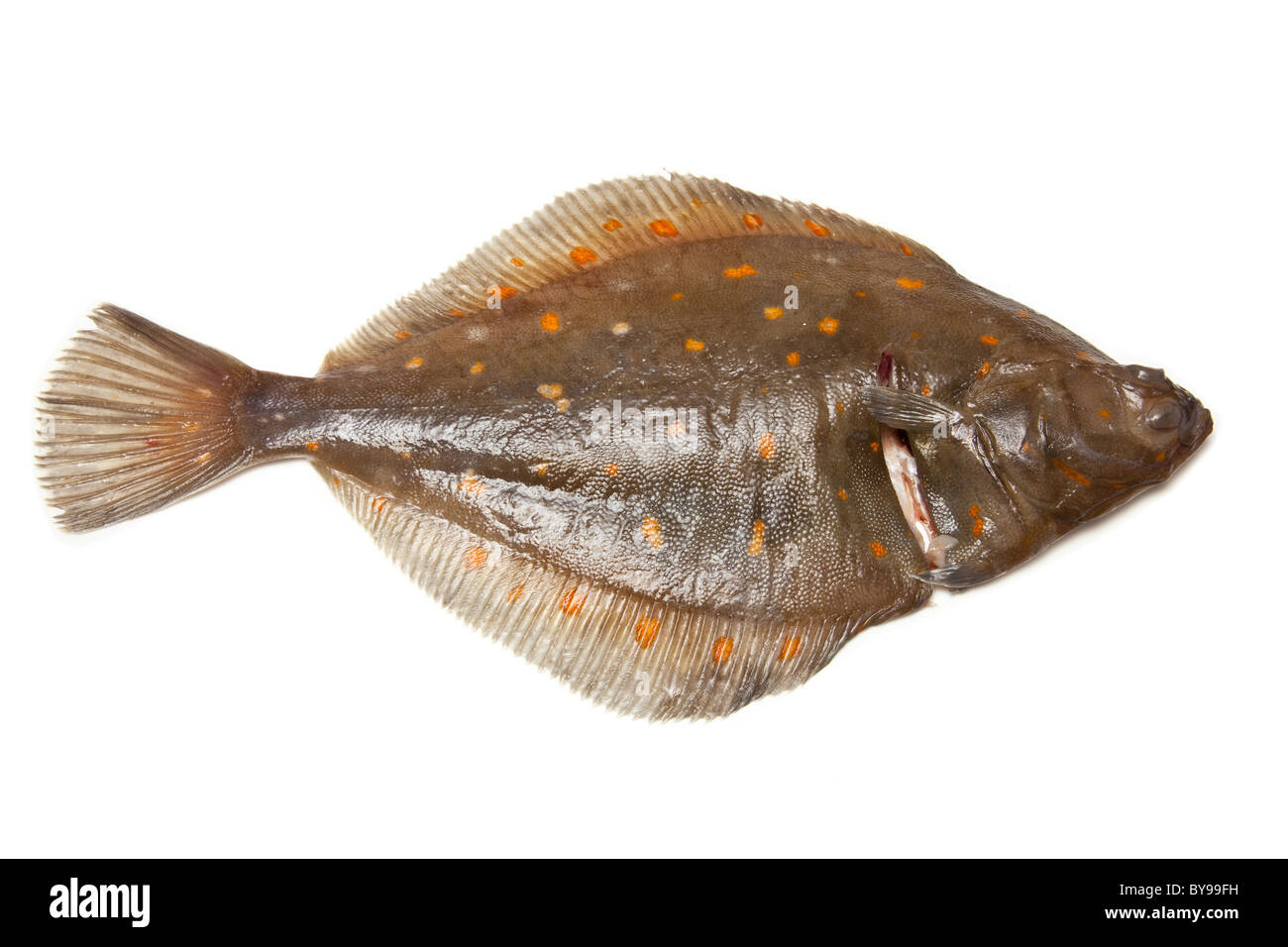 Juvenile Flatfish - Photo of the Month