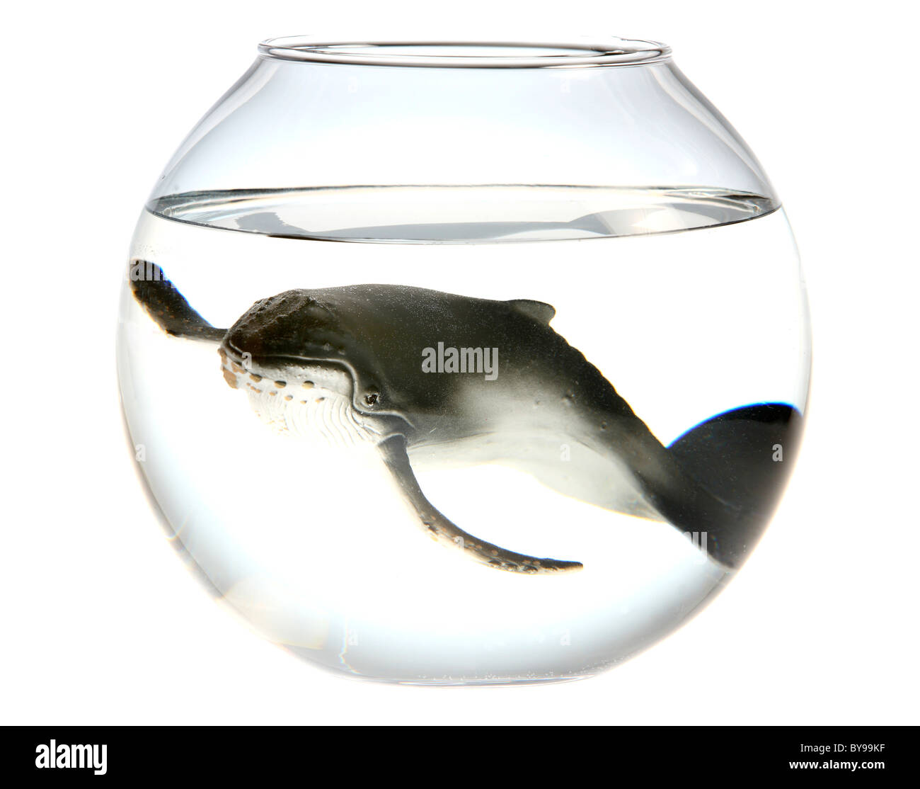 Humpback whale in a fish bowl. Stock Photo