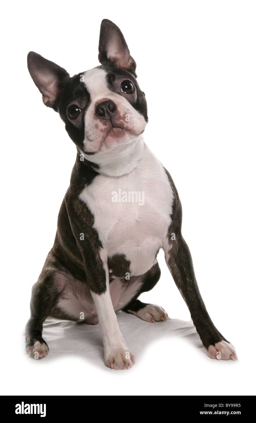 Boston Terrier Single female dog sitting Studio Stock Photo