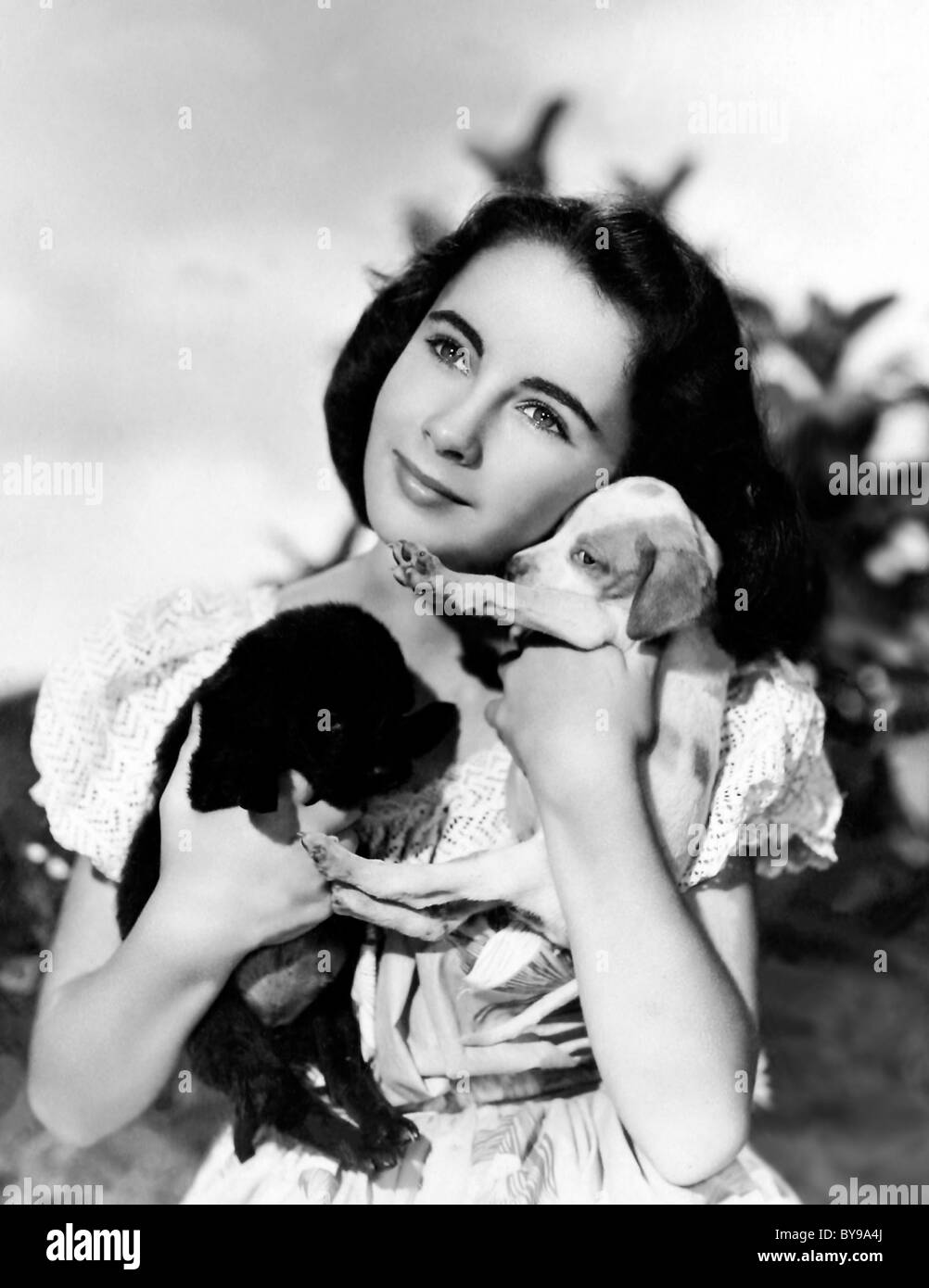 National Velvet Year : 1944 USA Director : Clarence Brown Elizabeth Taylor Stock Photo