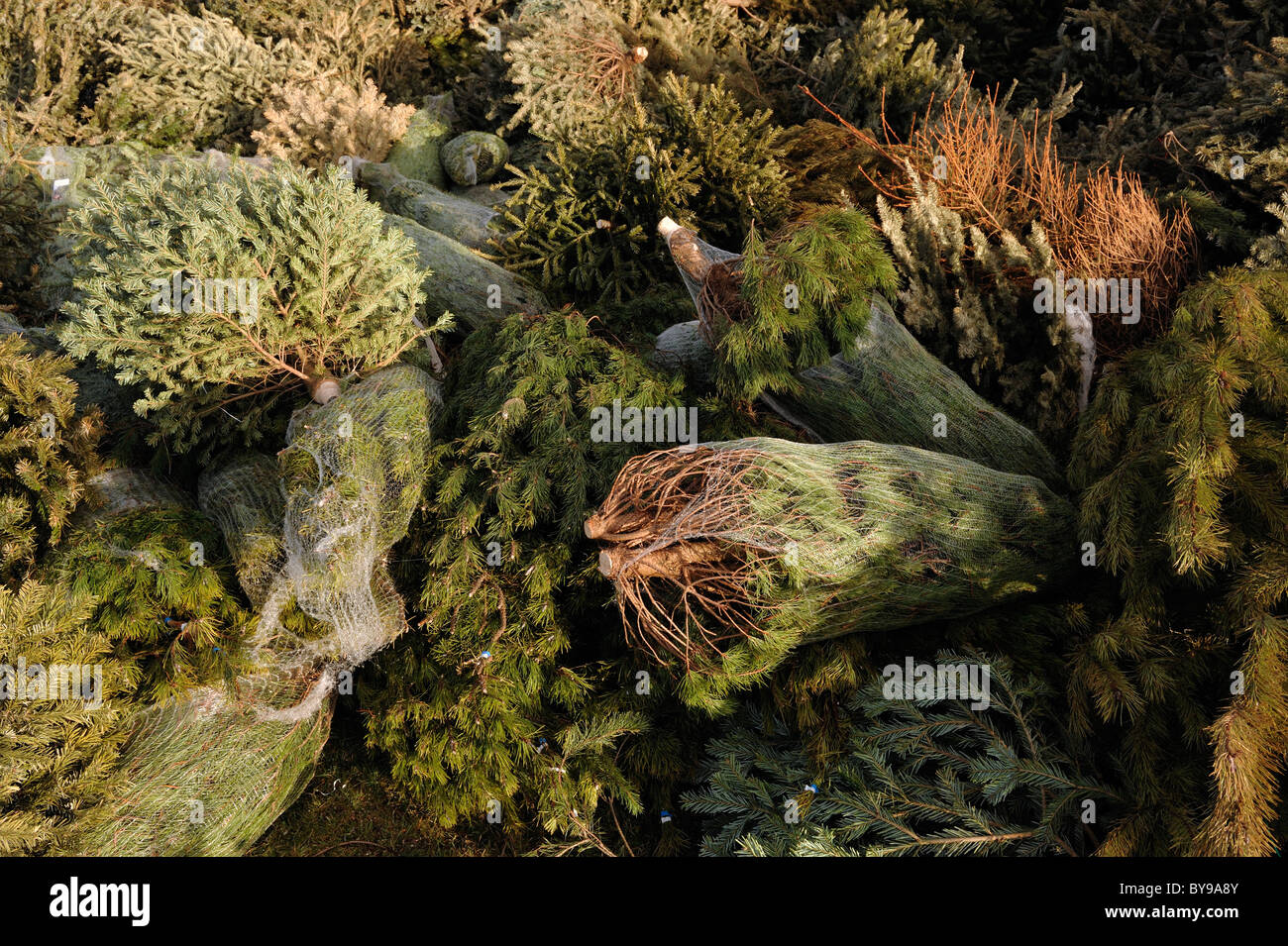 Old christmas tree hires stock photography and images Alamy