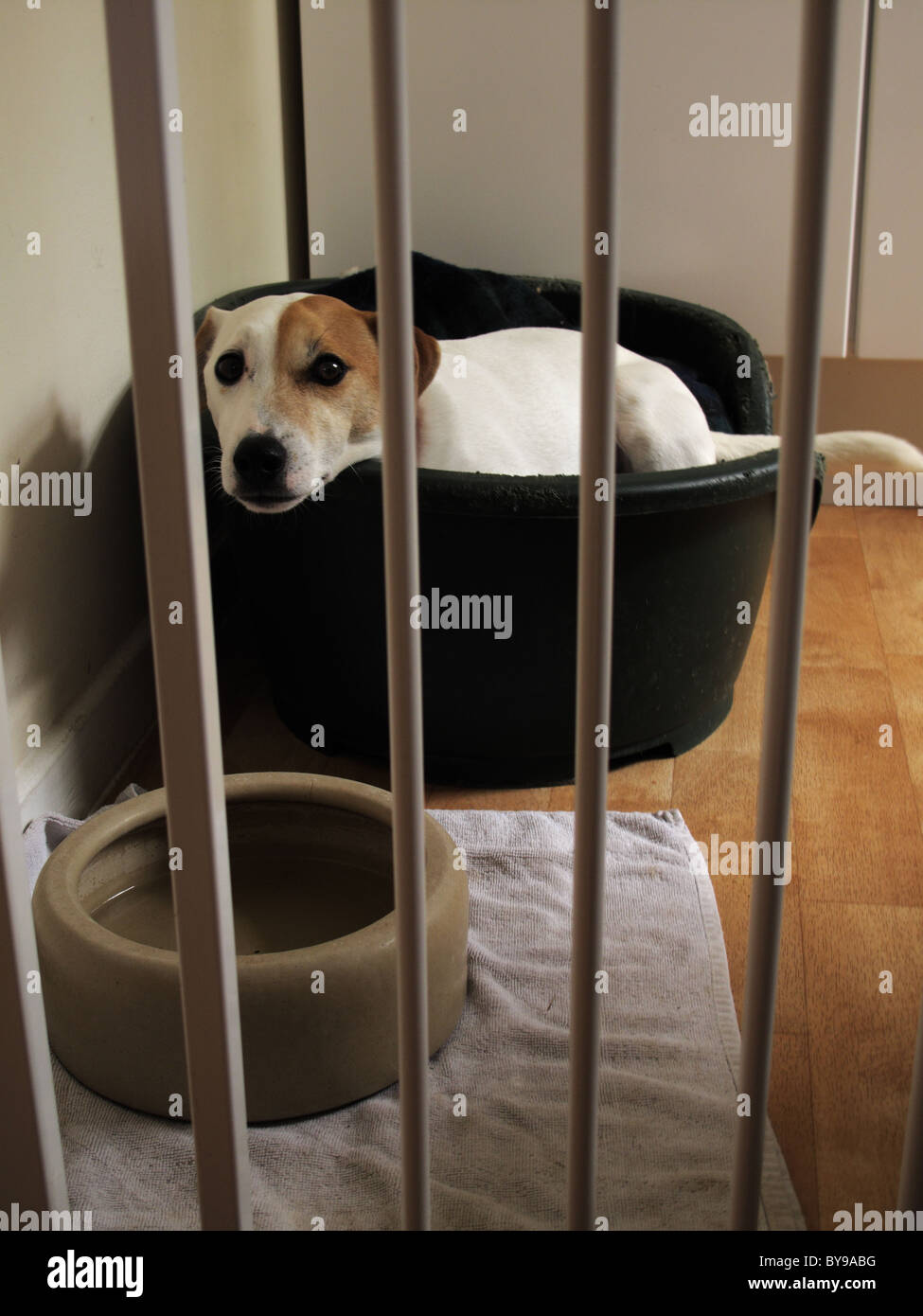 Naughty Jack Russell terrier dog confined to cage Stock Photo Alamy
