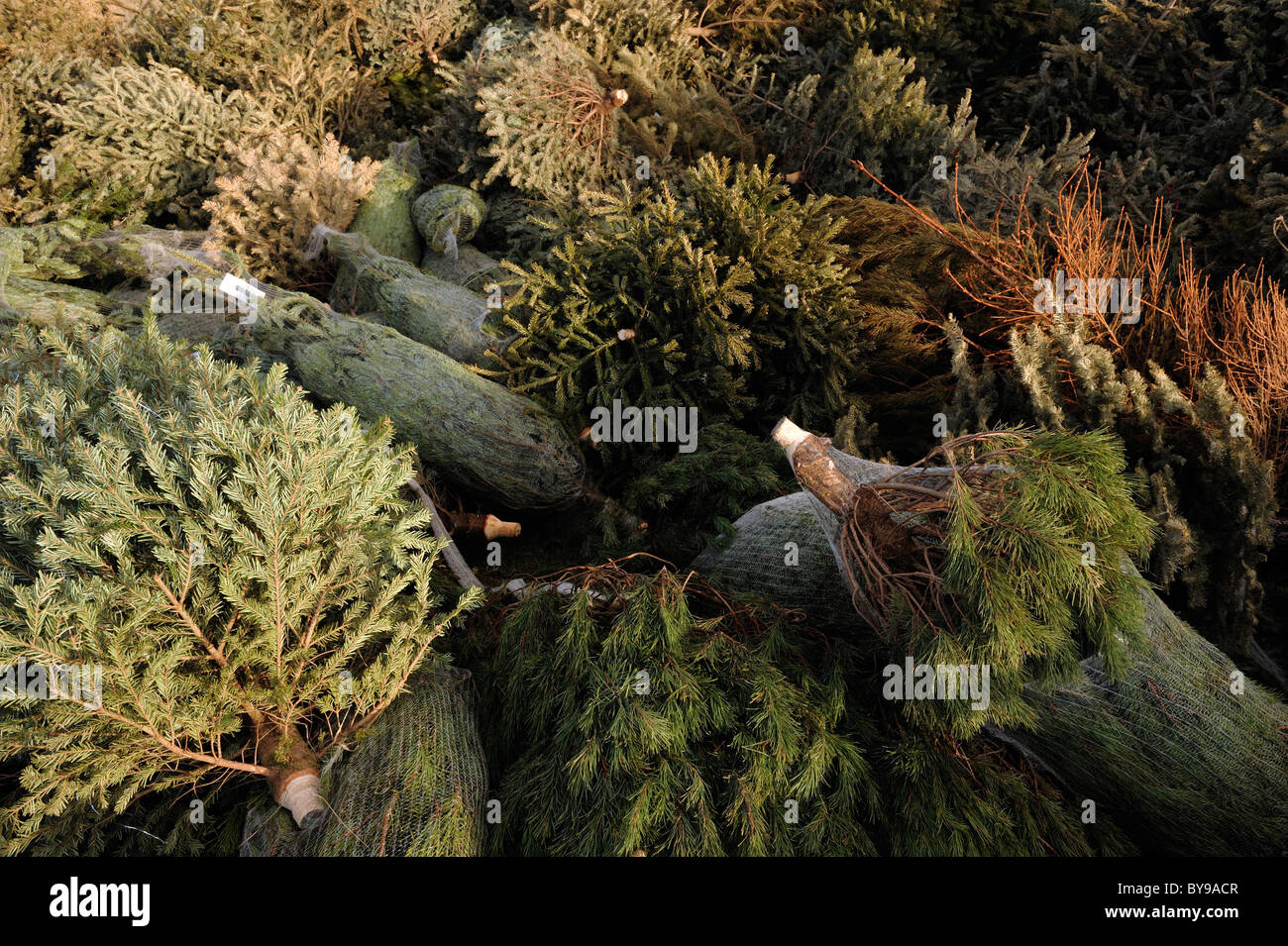 Old christmas trees Stock Photo Alamy