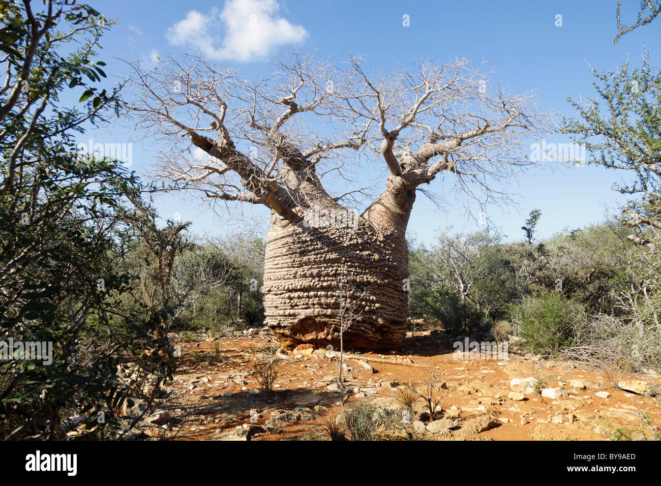 Grand'mère Baobab in Lake Tsimanampetsotsa National Park, Atsimo-Andrefana SW Madagascar,  the oldest baobab in the world.- over 4000 years old Stock Photo