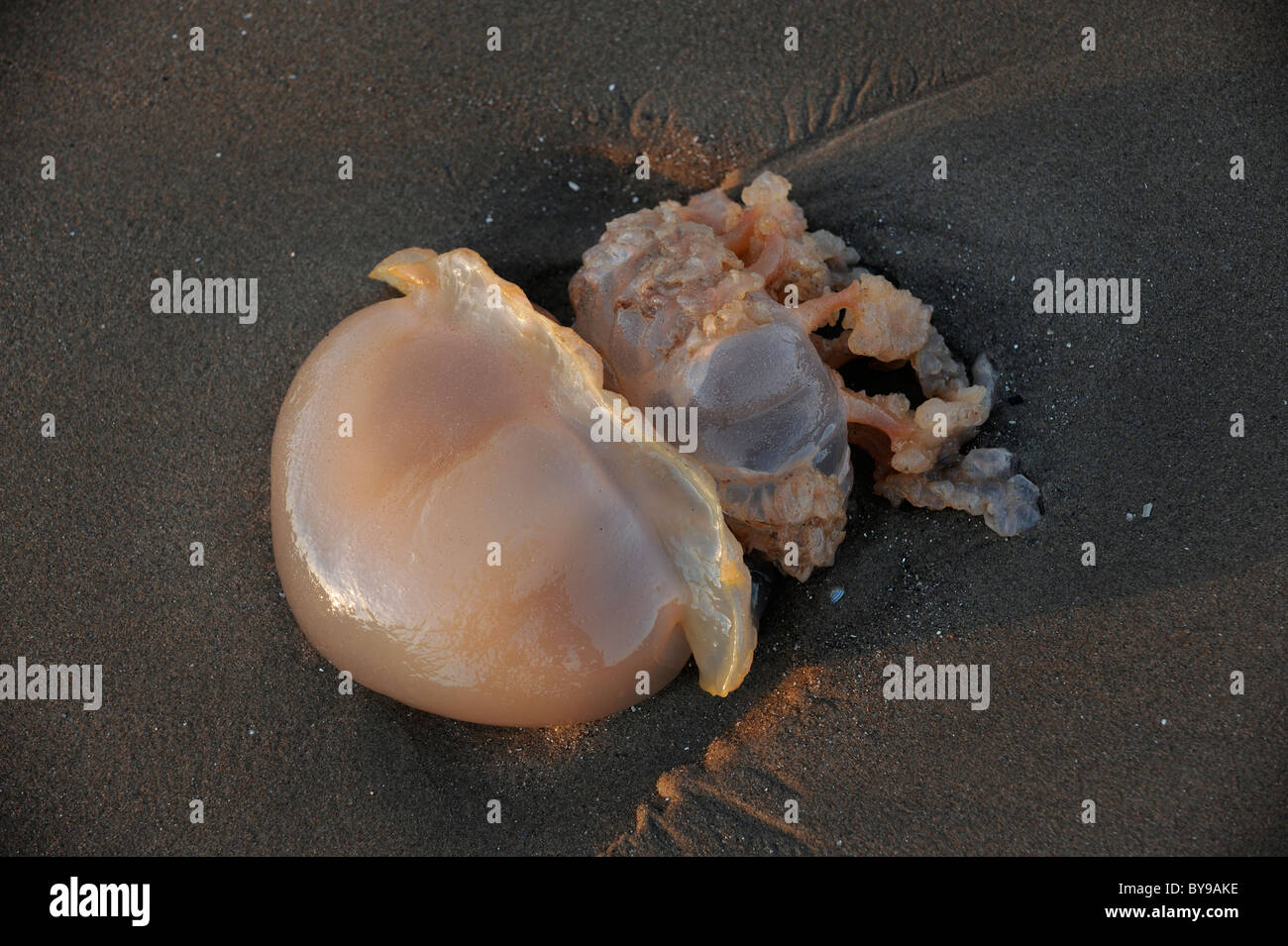 Washed up jellyfish Stock Photo
