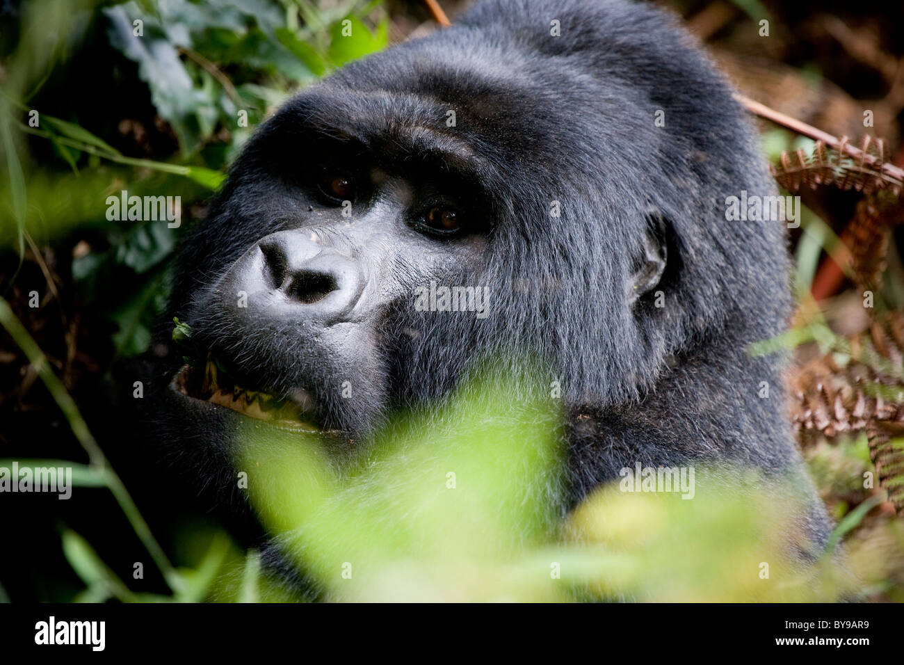 Silverback Mountain Gorilla, Bwindi NP, Uganda, East Africa Stock Photo ...