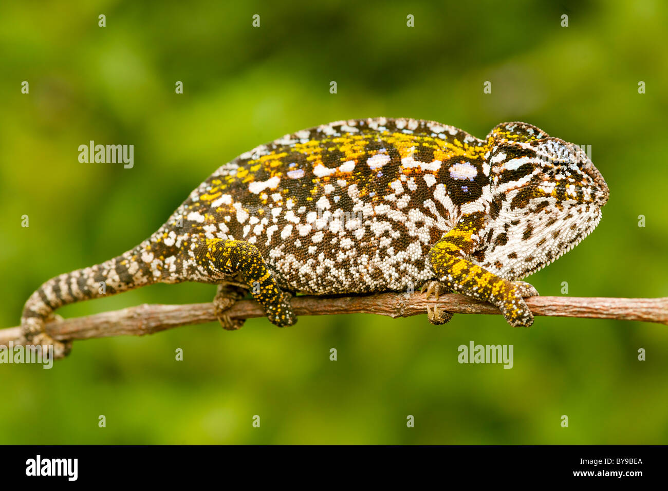 Carpet chameleon (Chamaeleo lateralis) in eastern Madagascar. Stock Photo