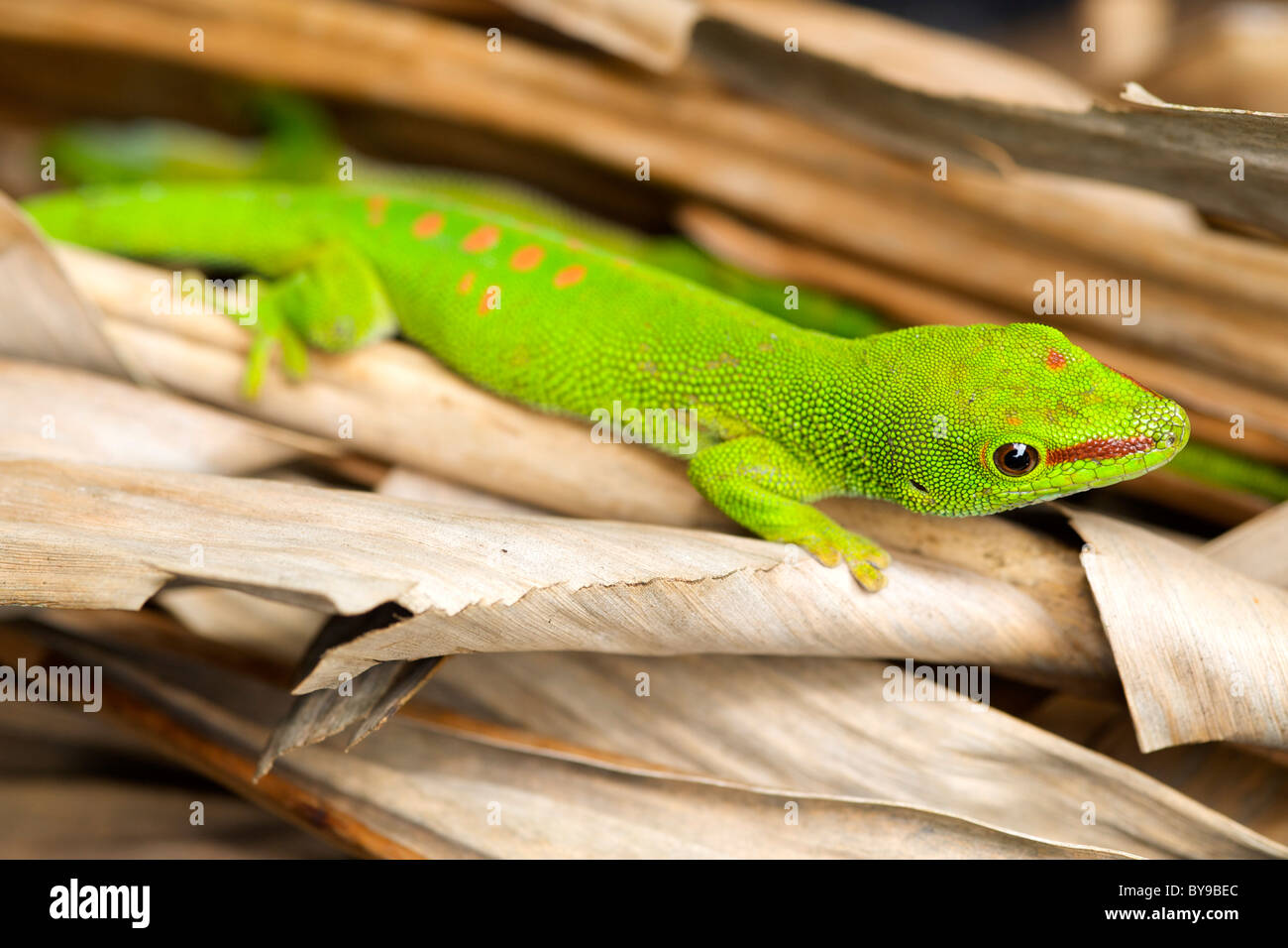 Madagascan day gecko (Phelsuma madagascariensis madagascariensis) in eastern Madagascar. Stock Photo