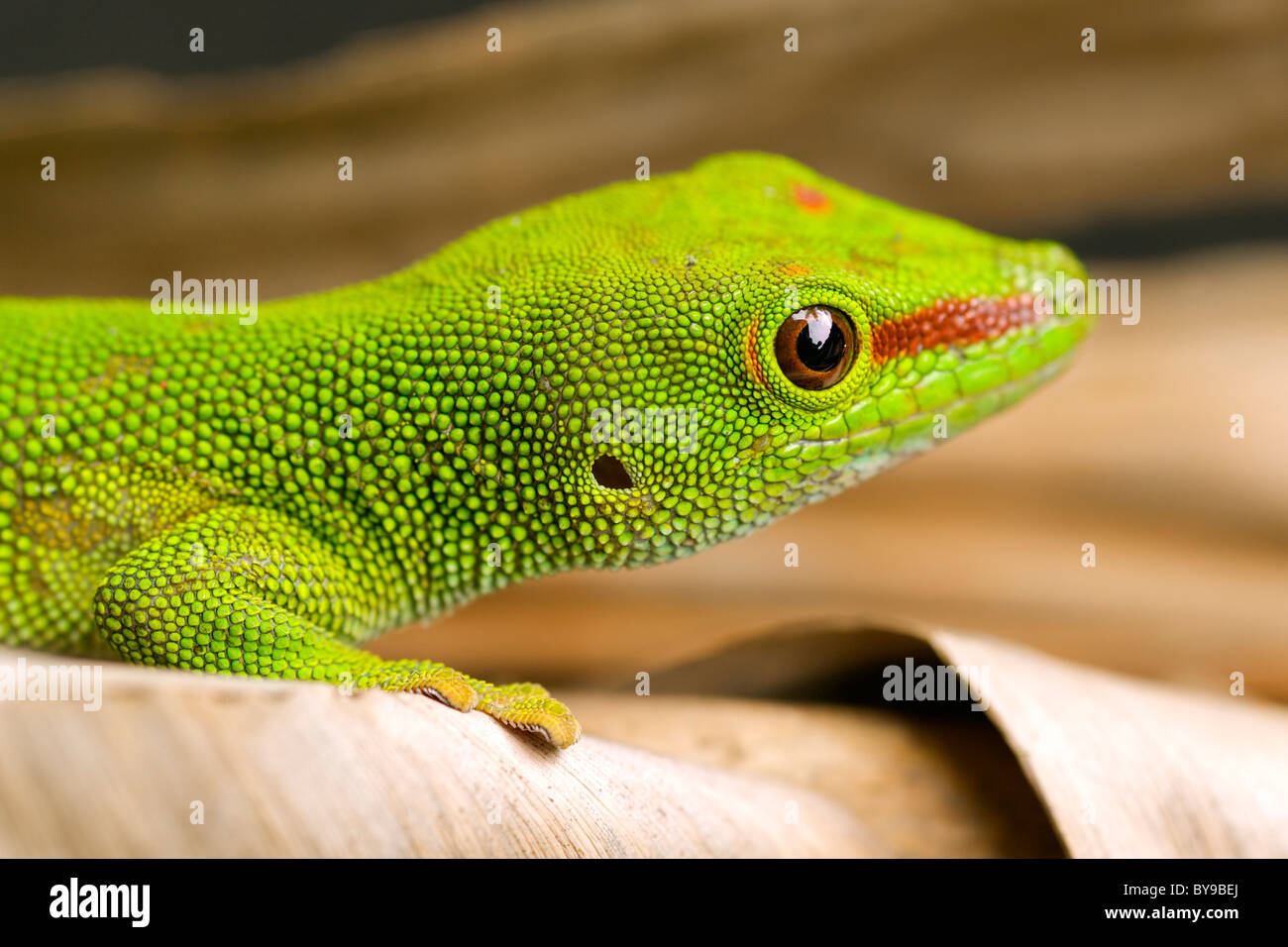 Close up of a Madagascan day gecko (Phelsuma madagascariensis madagascariensis) in eastern Madagascar. Stock Photo