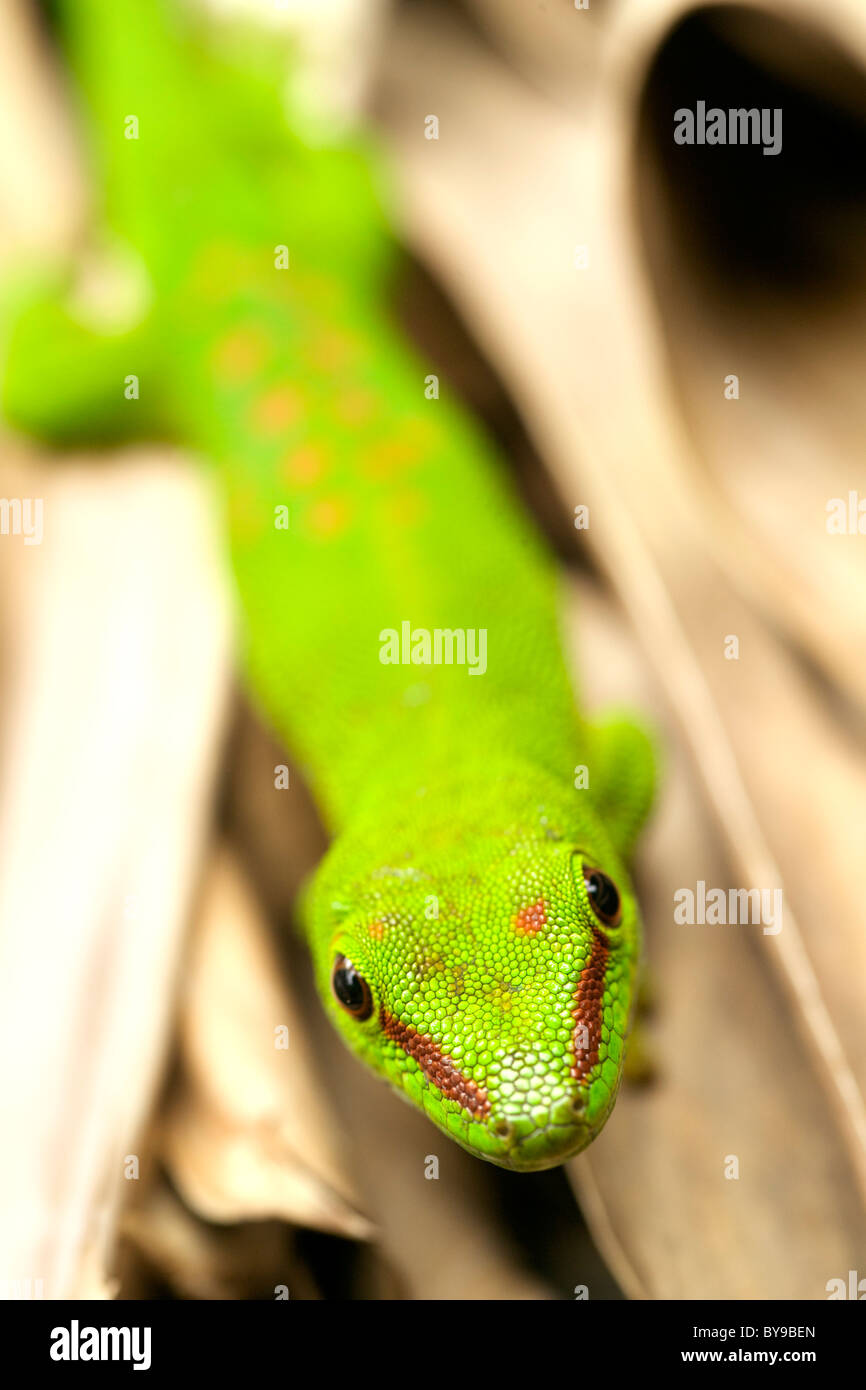 Madagascar day gecko (Phelsuma madagascariensis madagascariensis) in eastern Madagascar. Stock Photo