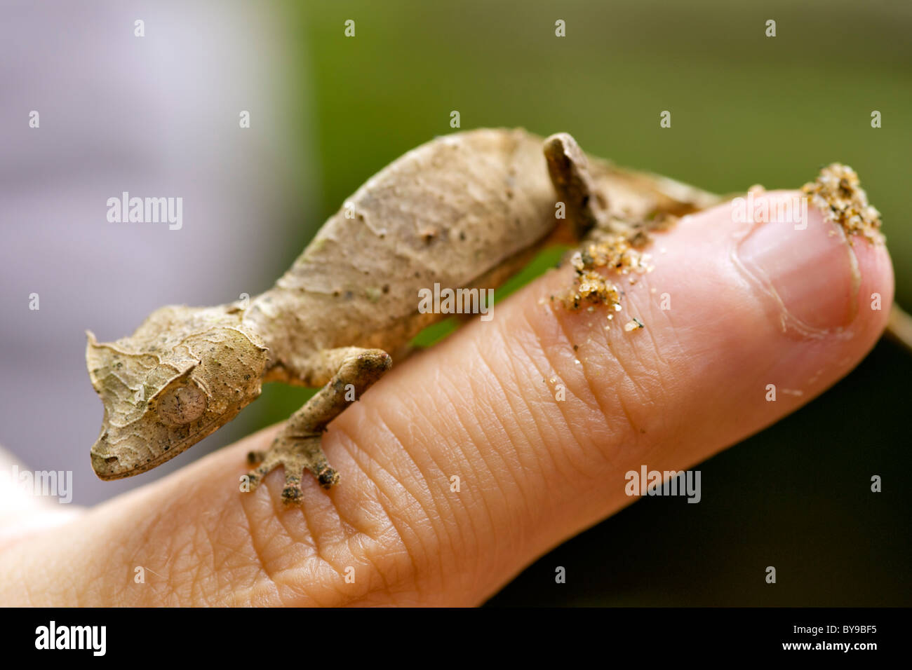 'Satanic' Leaf-tailed gecko (Uroplatus phantasticus) on a man's finger in eastern Madagascar. Stock Photo