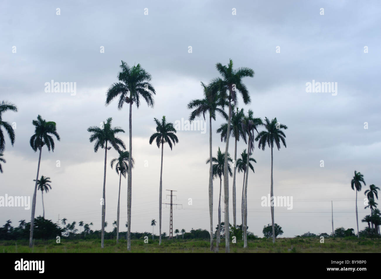 View of Palmtrees in Cuba with greysky. Stock Photo
