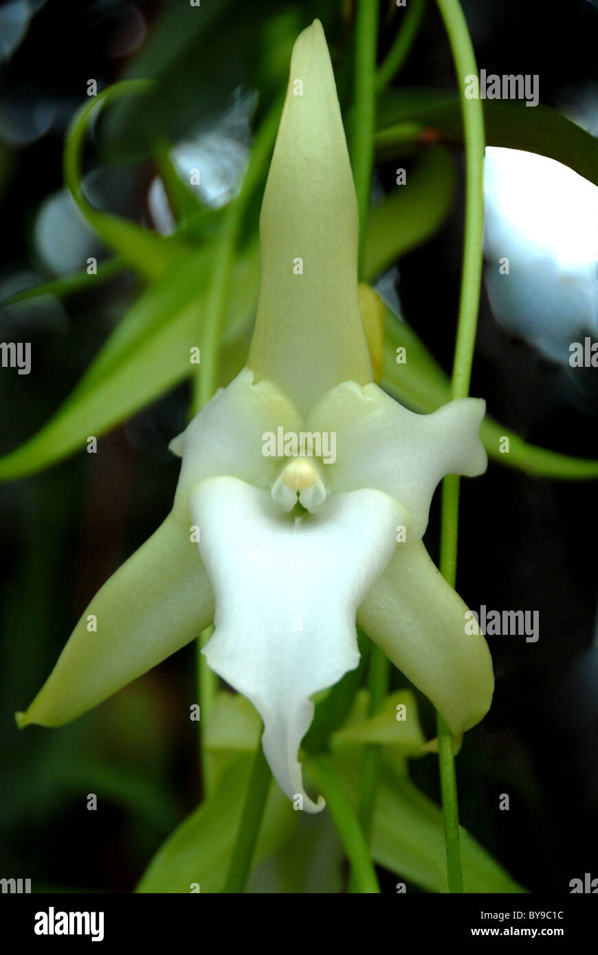 White orchid flower, 'Star of  Madagaskar' Angraecum sesquipedale Stock Photo