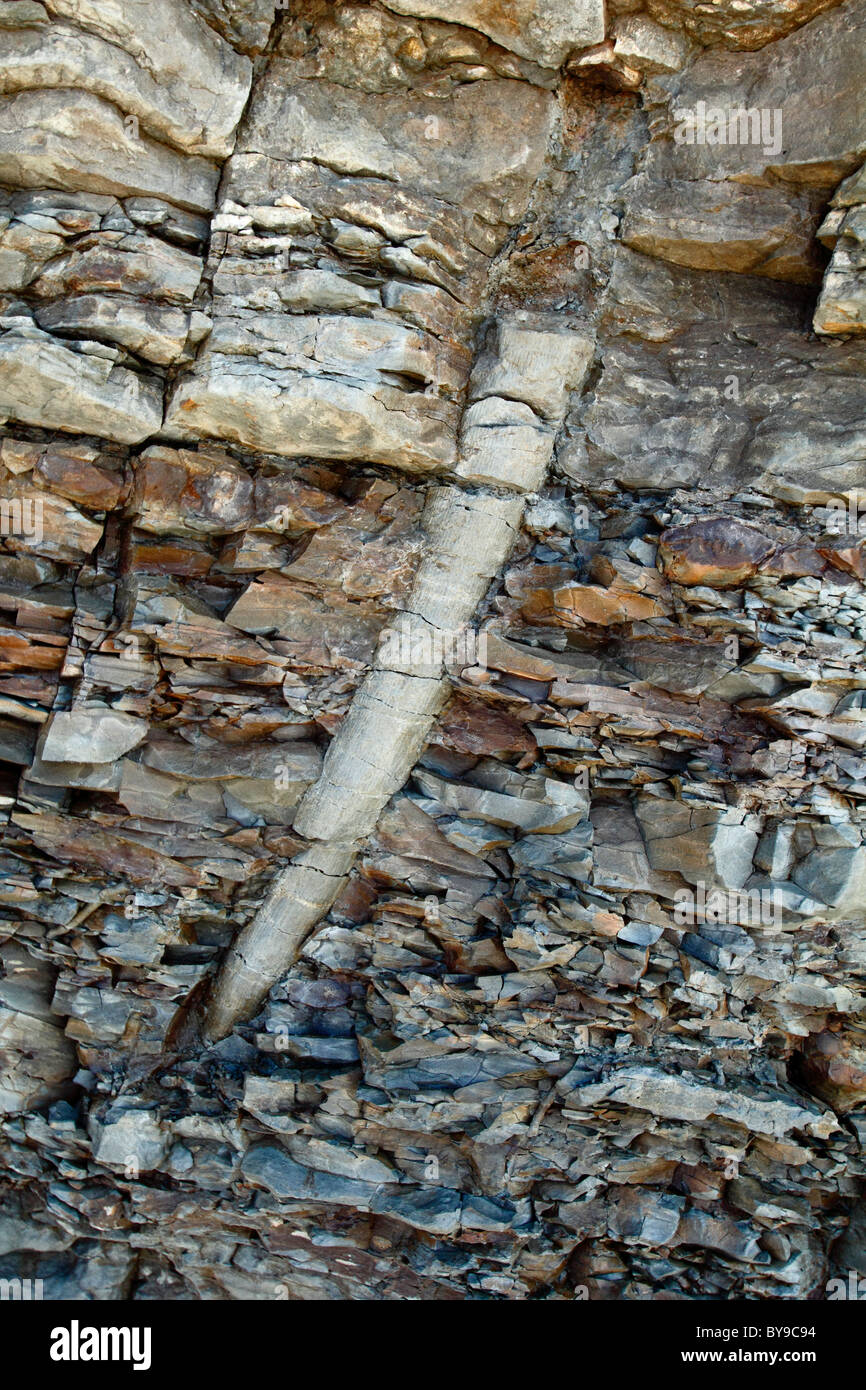 A giant tree fossil in a cliff at Joggins Fossil Cliffs, Nova Scotia