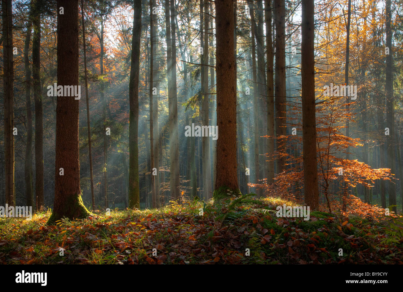 Fog in an autumn forest with sun rays, Gleisdorf, Styria, Austria, Europe Stock Photo
