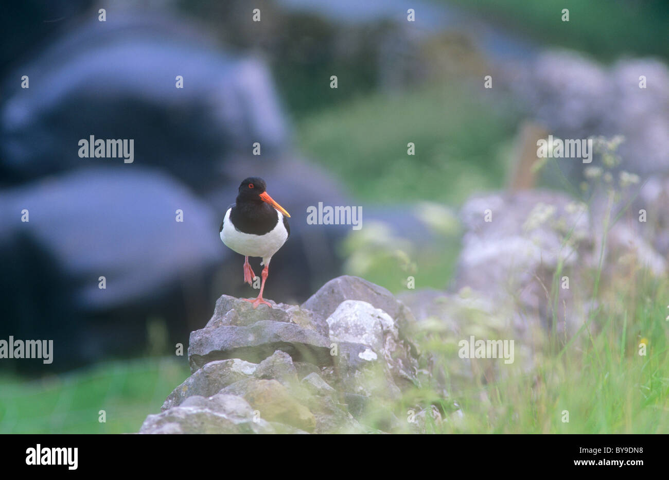 Breedingground hires stock photography and images Alamy