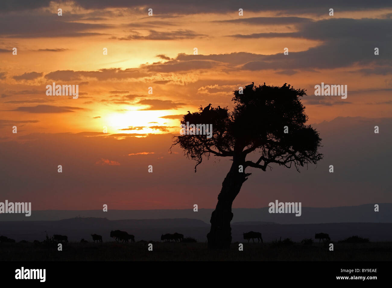Sunset, Masai Mara, Kenya, Africa Stock Photo - Alamy