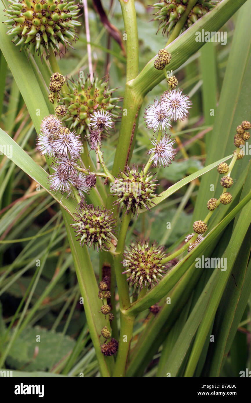 Branched bur-reed (Sparganium erectum : Sparganiaceae) in flower and fruit, UK. Stock Photo