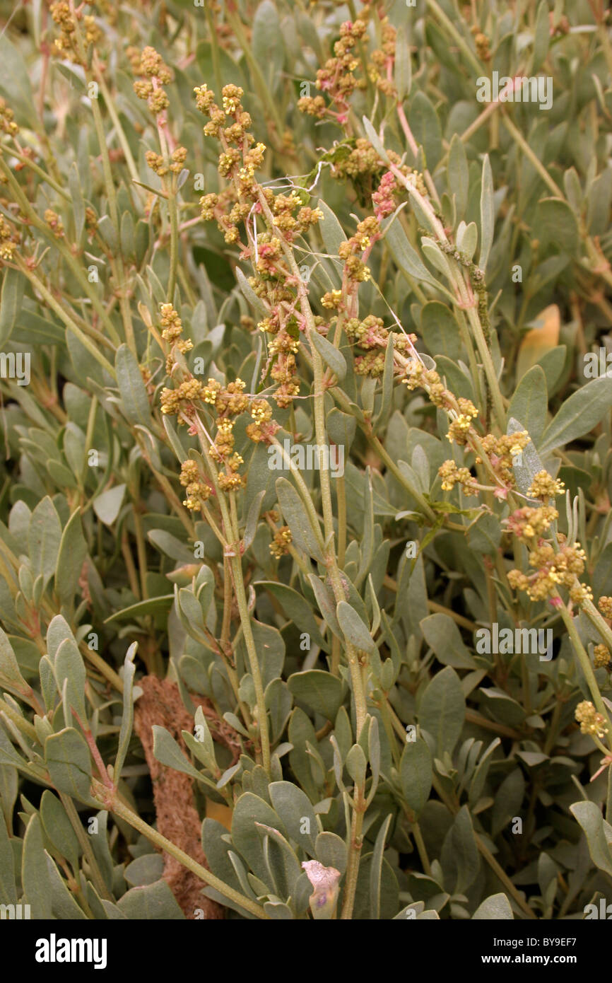 Sea purslane (Atriplex / Halimione portulacoides : Chenopodiaceae), UK. Stock Photo