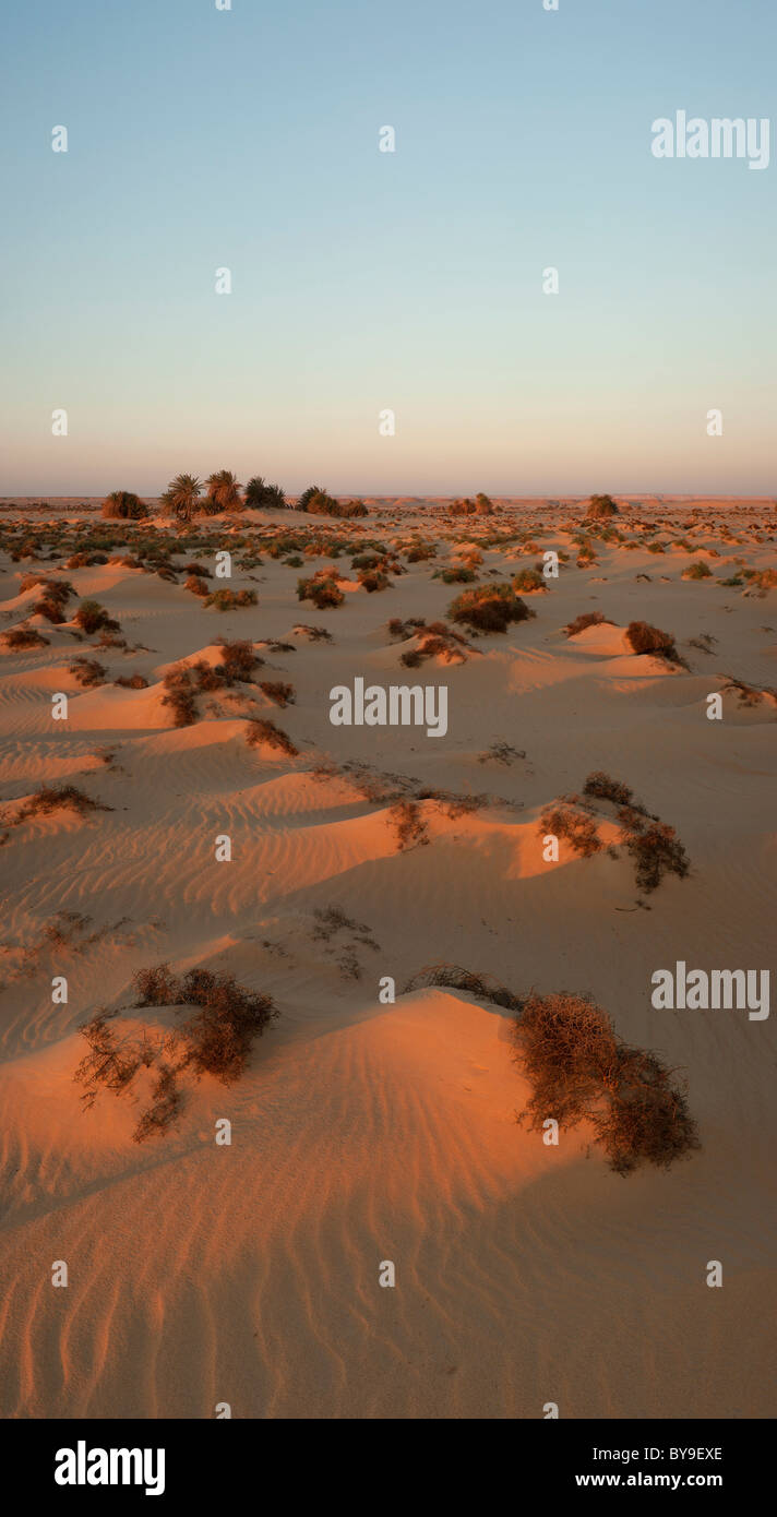 Evening light in the Wadi Hinnis, White Desert National Park, Libyan Desert, Sahara, Egypt, North Africa Stock Photo